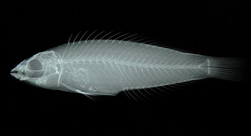 Pseudojuloides cerasinus細尾擬海豬魚