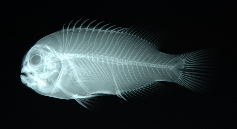 Amphiprion polymnus鞍斑雙鋸魚