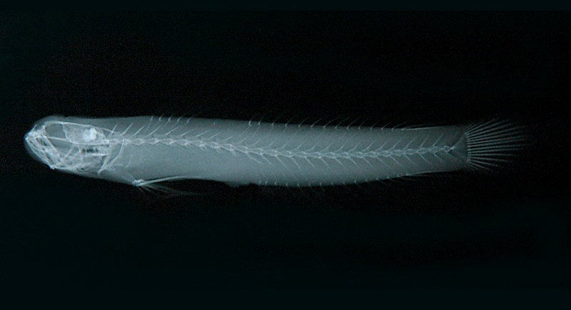 Amblyeleotris yanoi亞諾鈍鯊