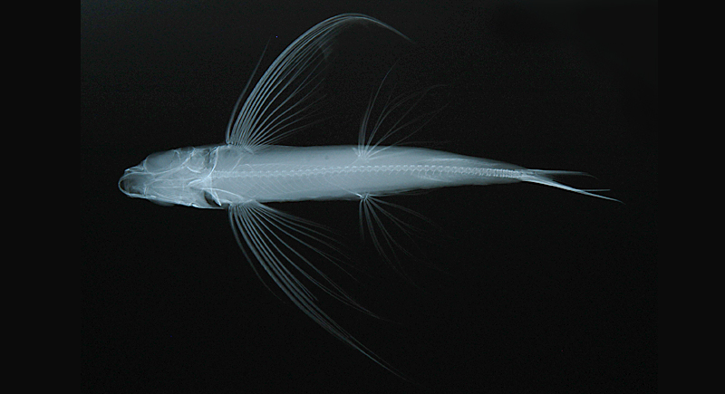Hirundichthys oxycephalus尖頭細身飛魚
