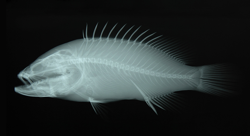 Epinephelus lanceolatus鞍帶石斑魚