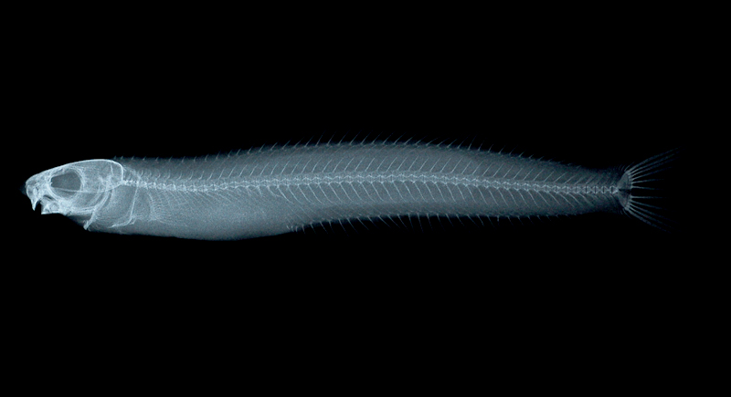 Plagiotremus rhinorhynchos粗吻橫口鳚