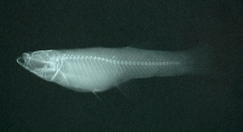 Gambusia affinis食蚊魚