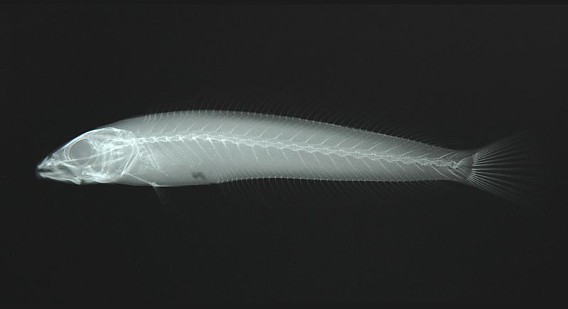 Malacanthus latovittatus側條弱棘魚