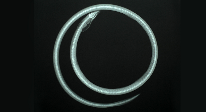 Leiuranus semicinctus半環蓋蛇鰻