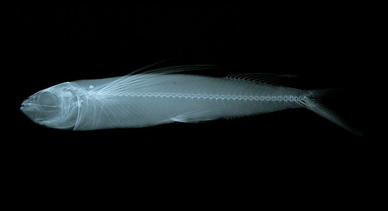 Parexocoetus brachypterus短鰭擬飛魚