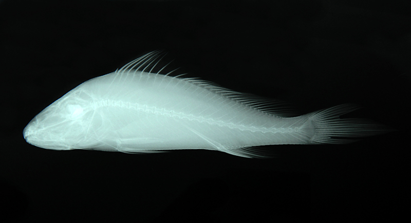 Protonibea diacanthus雙棘原黃姑魚