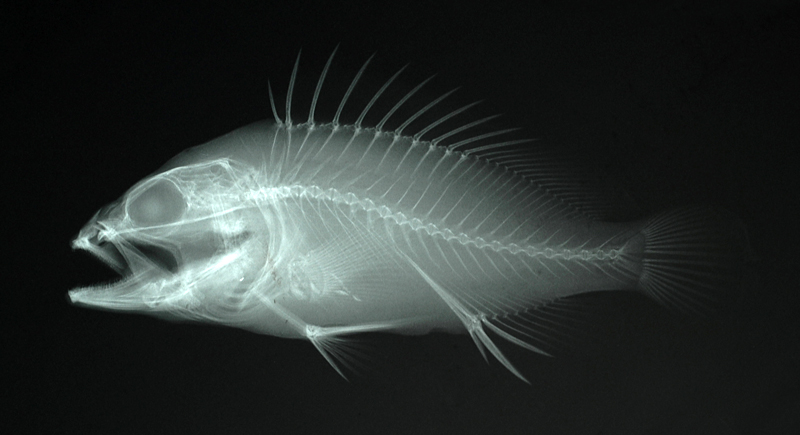 Epinephelus amblycephalus鑲點石斑魚