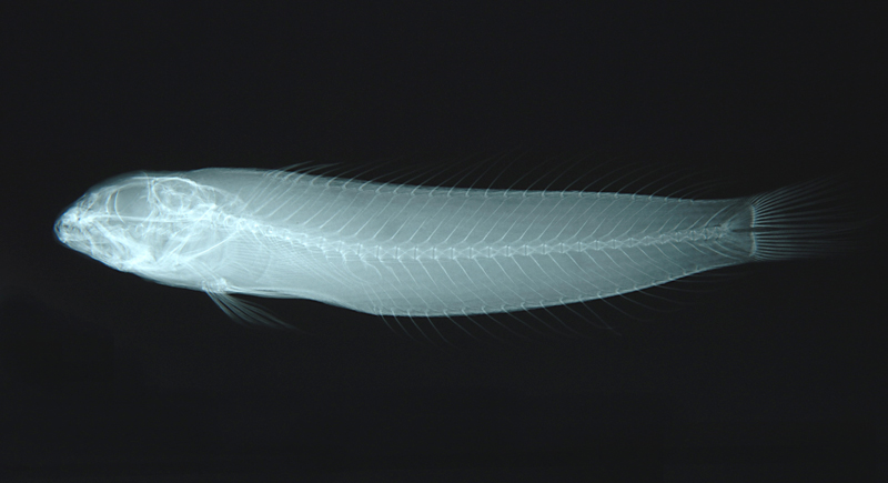Parapercis aurantiaca黃擬鱸