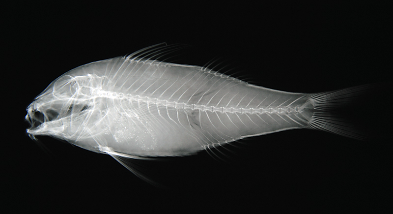 Parupeneus barberinoides鬚海緋鯉