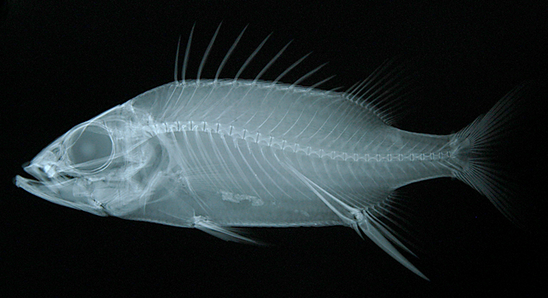 Neoniphon opercularis黑鰭新東洋金鱗魚