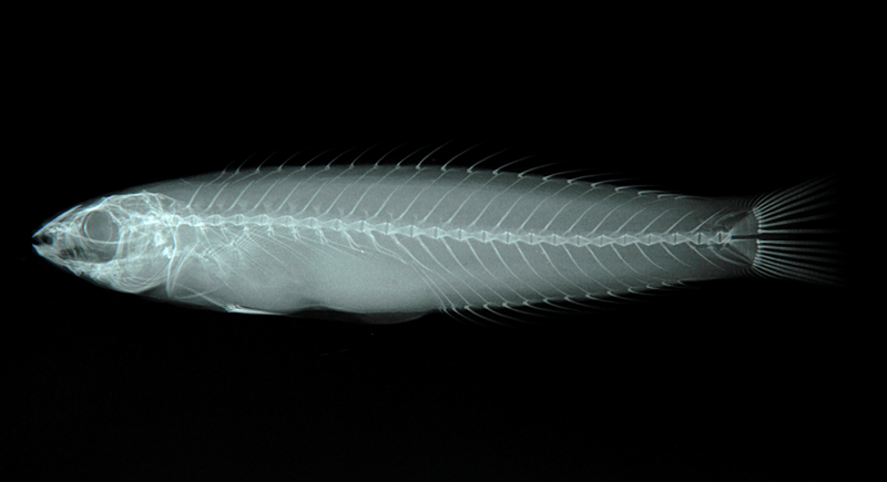 Pseudocoris ocellata眼斑擬盔魚