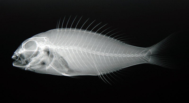 Nemipterus bathybius底金線魚