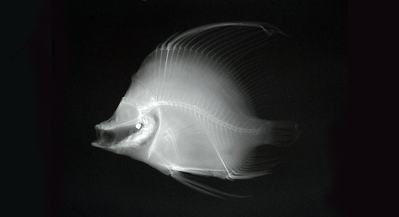 Histiopterus typus帆鰭魚