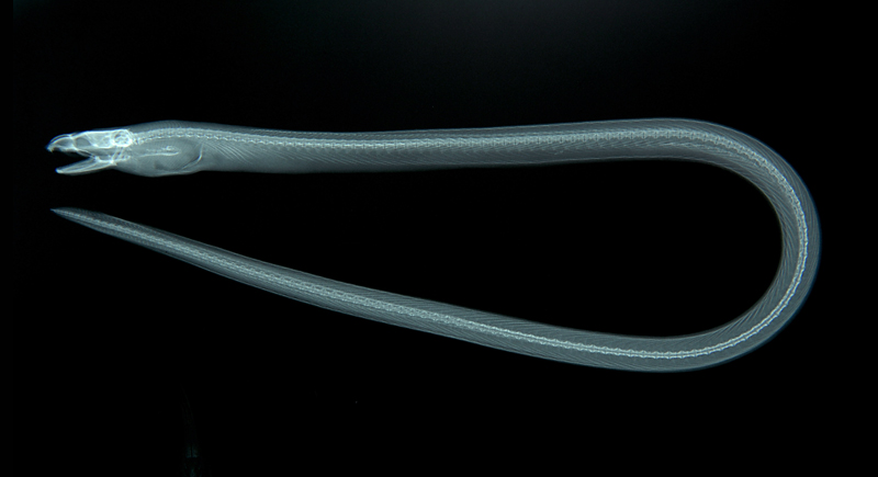 Pisodonophis cancrivorus食蟹荳齒蛇鰻
