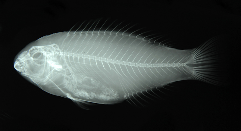 Scarus globiceps蟲紋鸚哥魚