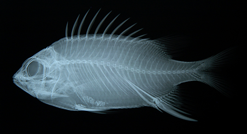 Sargocentron caudimaculatum尾斑棘鱗魚
