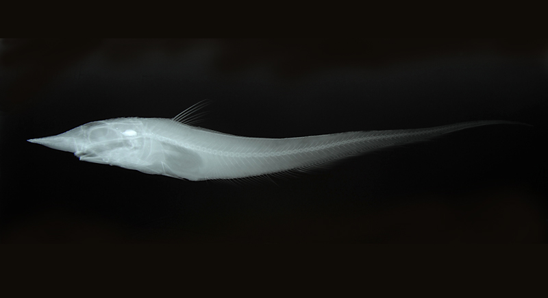 Coelorinchus leptorhinus窄吻腔吻鱈