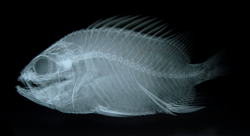 Ostichthys delta紅骨鱗魚