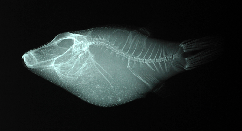 Canthigaster janthinoptera白斑尖鼻魨