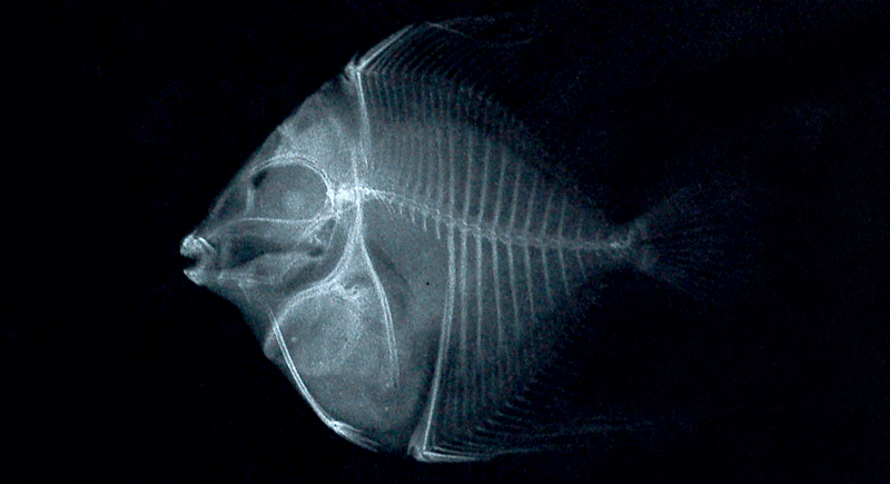 Zebrasoma velifer橫帶高鰭刺尾鯛