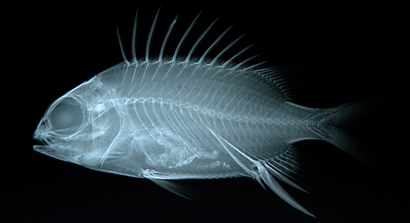 Sargocentron praslin普拉斯林棘鱗魚