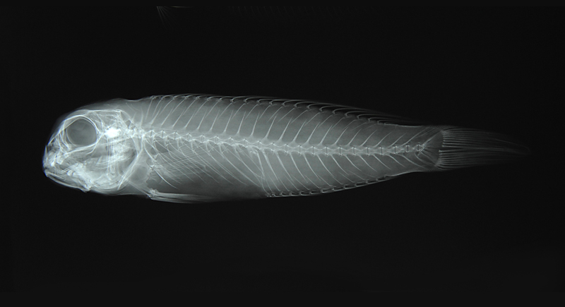 Branchiostegus auratus斑鰭馬頭魚