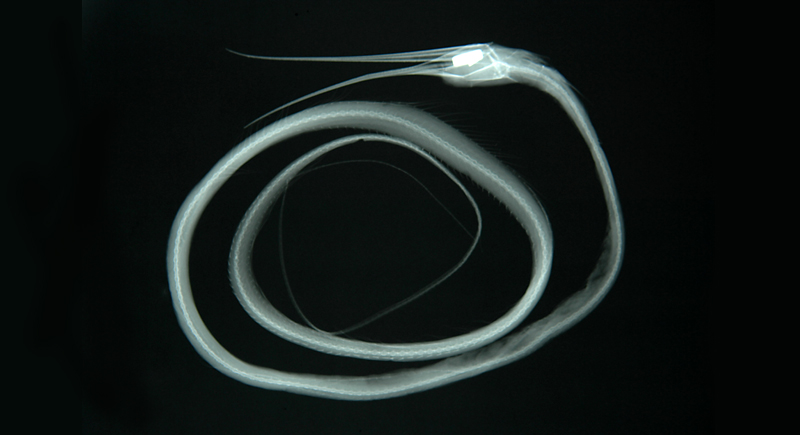 Nemichthys scolopaceus線鰻