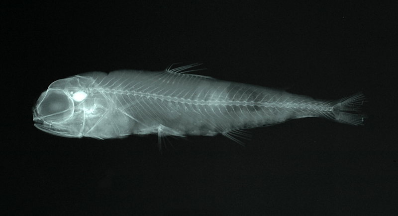 Diaphus mollis短距眶燈魚