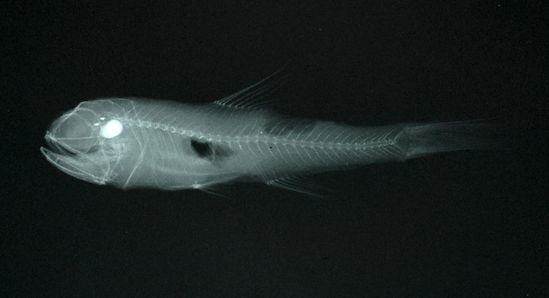 Benthosema pterotum七星底燈魚