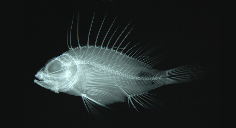 Dendrochirus brachypterus短鰭簑鮋