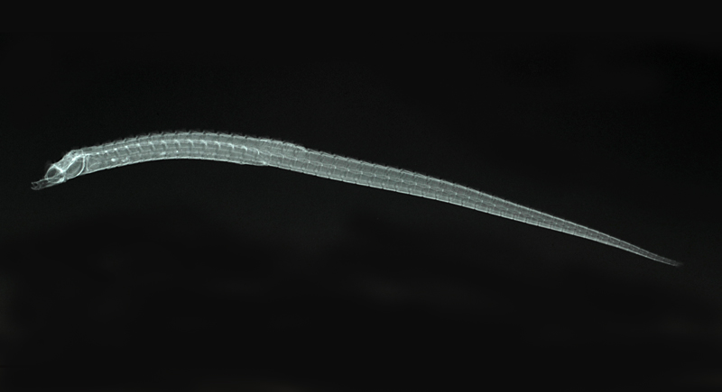 Halicampus spinirostris短吻海蠋魚