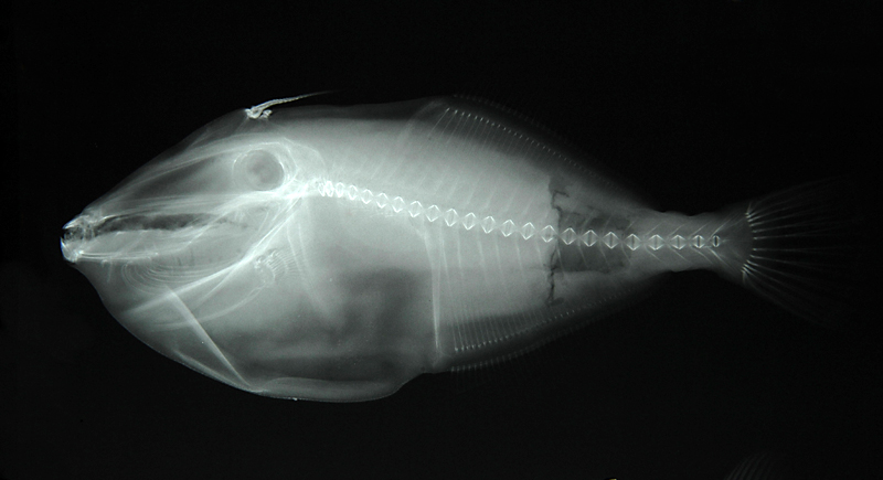 Aluterus monoceros單角革單棘魨