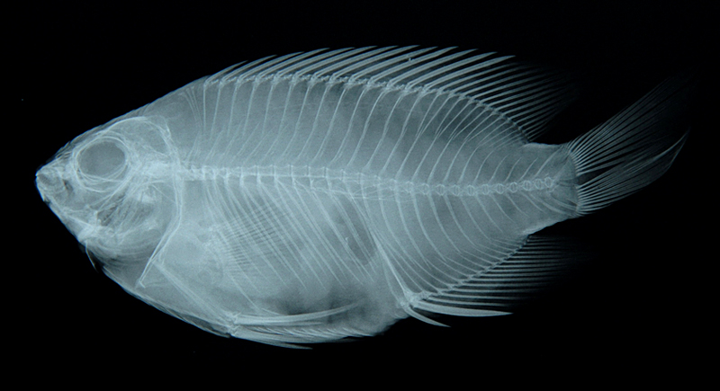 Pomacentrus chrysurus白尾雀鯛