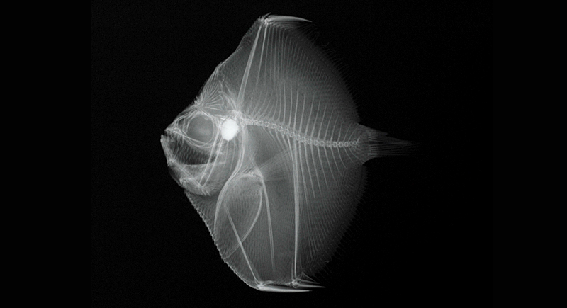 Antigonia Capros高菱鯛