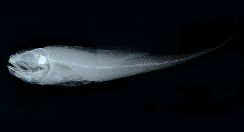 Glyptophidium lucidum光曲鼬魚