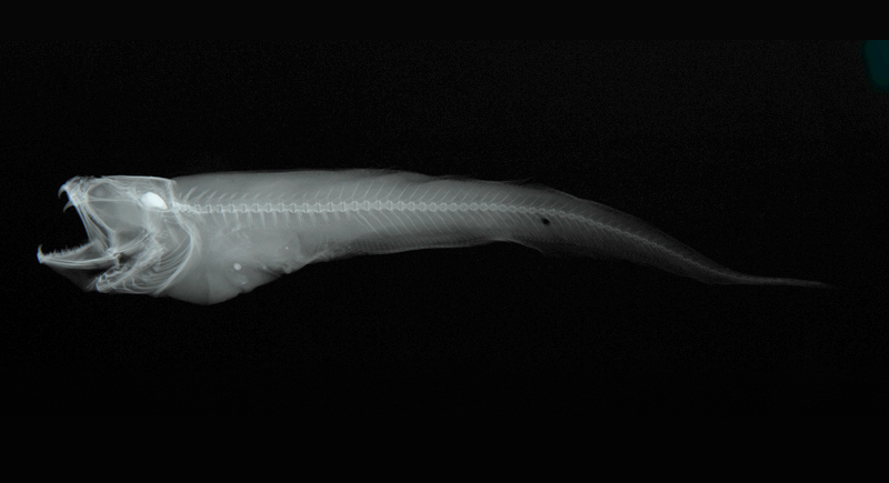 Pyramodon lindas琳達錐齒隱魚