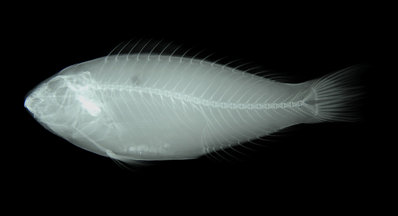 Scarus fuscocaudalis灰尾鸚哥魚