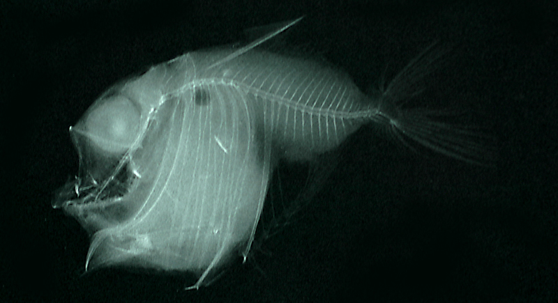 Sternoptyx obscura暗色褶胸魚