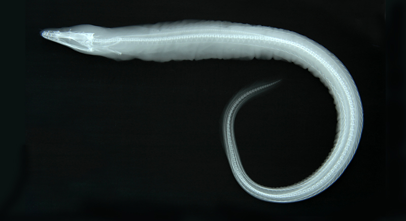 Gymnothorax prionodon鋸齒裸胸鯙