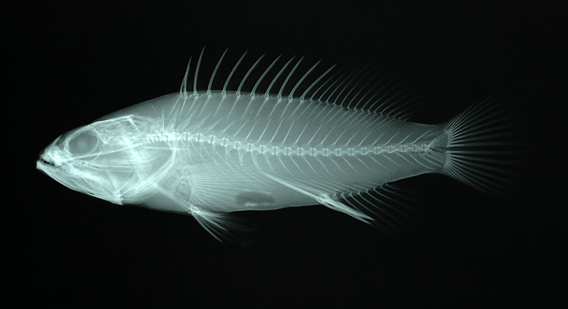 Epinephelus tauvina鱸滑石斑魚