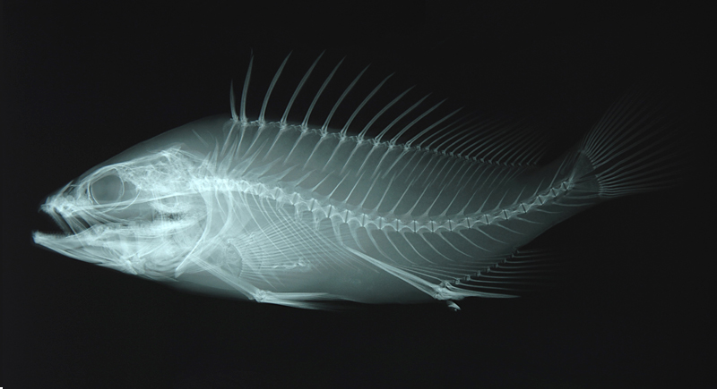 Epinephelus rivulatus霜點石斑魚