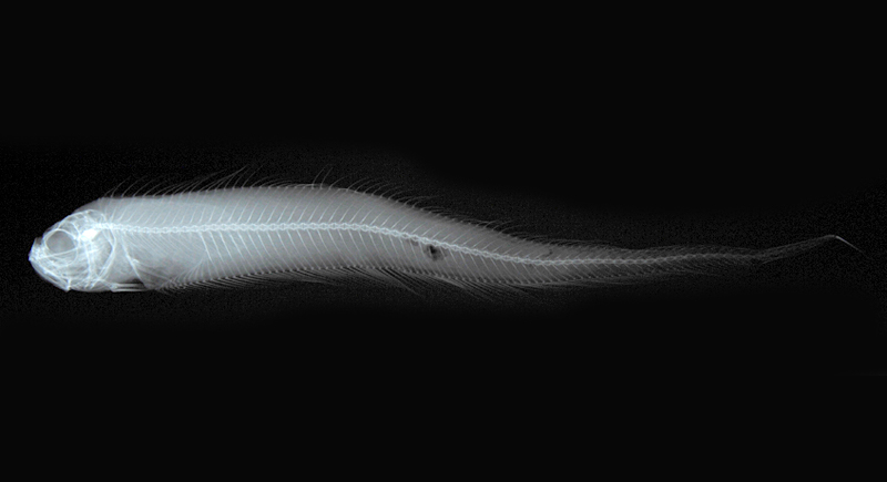 Acanthocepola indica印度棘赤刀魚