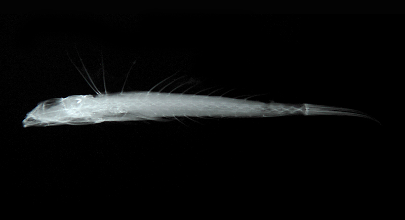 Callionymus enneactis斑鰭䲗