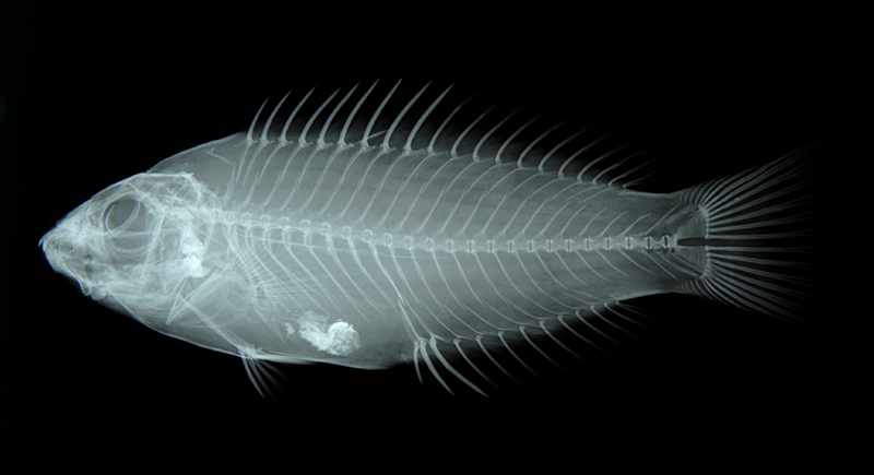 Pseudolabrus sieboldi西氏擬隆頭魚
