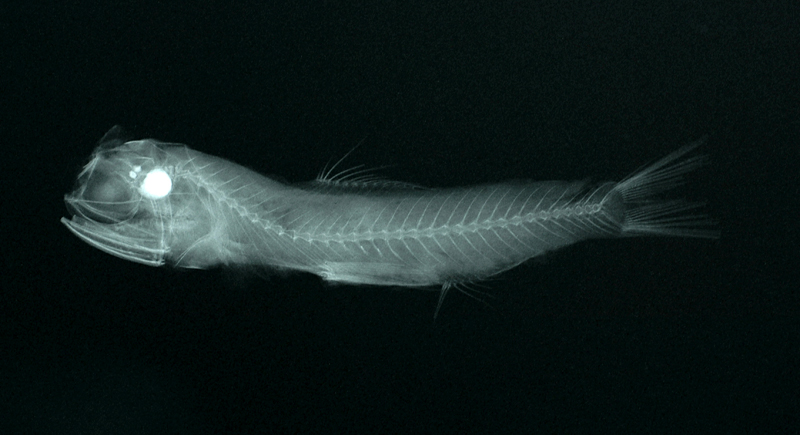 Diaphus aliciae長距眶燈魚