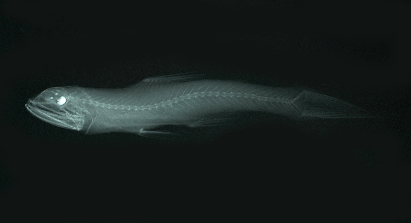Lampanyctus alatus翼珍燈魚