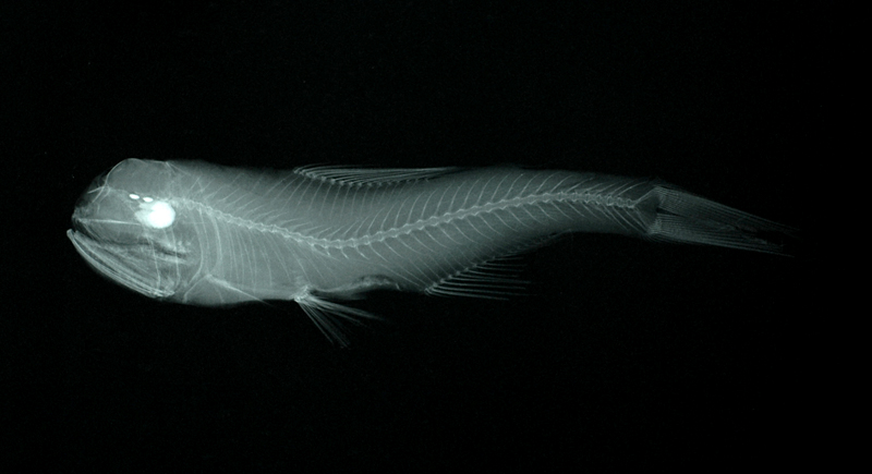 Diaphus lucidus耀眼眶燈魚