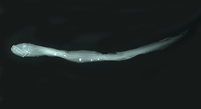 Leptostomias multifilis多紋纖巨口魚