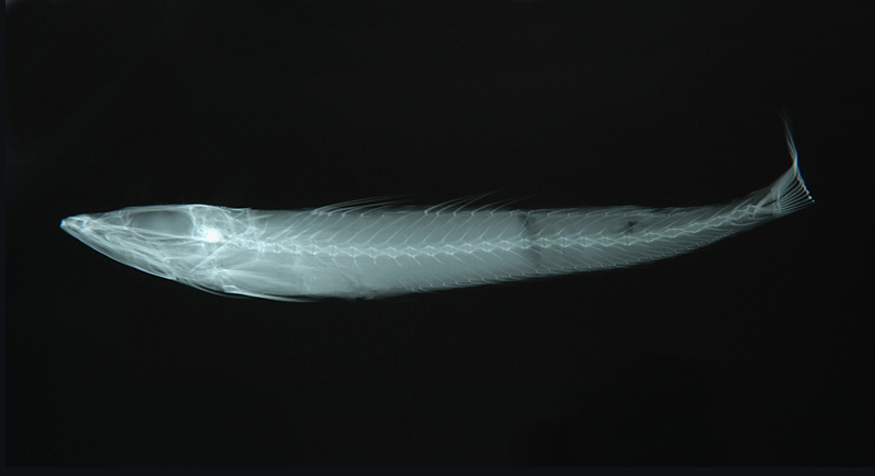 Chrionema chryseres黃斑低線魚